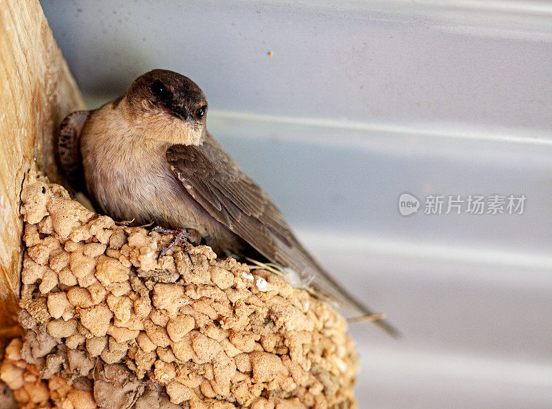 岩马丁(Ptyonoprogne fuligula)坐在屋顶下的粘土巢上